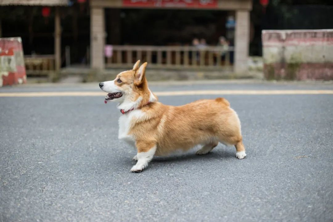 再见，我的老伴侣