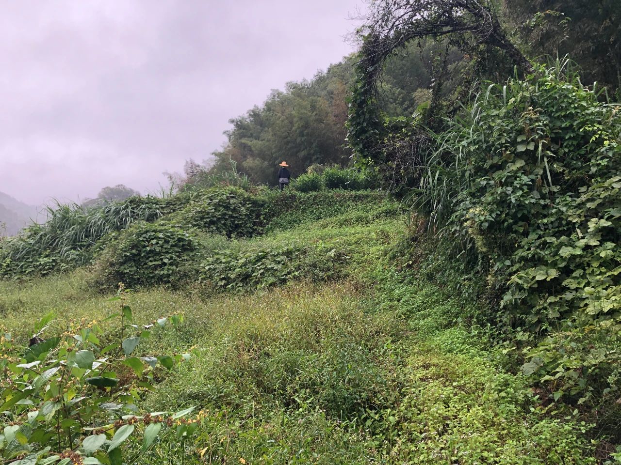 优德88规划 | 我司地皮整治项目二次荣登央视，荒地变良田，智绘好丰景